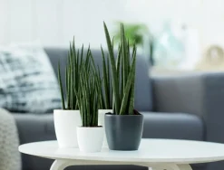 Elho Blumentopf Brussels rund mini D 10,2 cm H 8,7 cm anthrazit