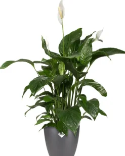 Elho Blumentopf Brussels rund D 29,4 cm H 27,4 cm anthrazit