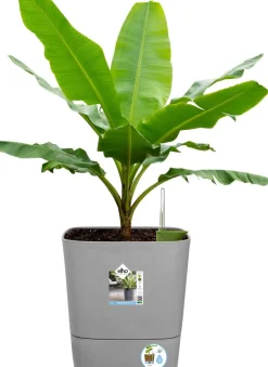 Elho Blumentopf greensense aqua care hellgrau 38 x 38 x 39 cm