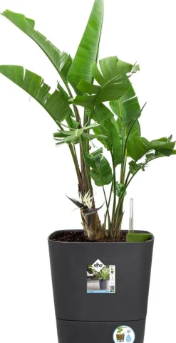 Elho Blumentopf greensense aqua care grau 38 x 38 x 39 cm