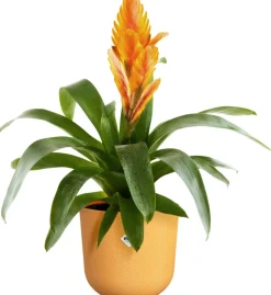 Elho Blumentopf Jazz gelb D 18,9 H 17,6 cm