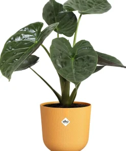 Elho Blumentopf Jazz gelb D 23,1 H 21,5 cm