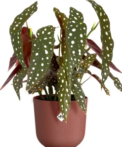 Elho Blumentopf Jazz rot D 18,9 H 17,6 cm