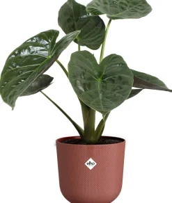 Elho Blumentopf Jazz rot D 23,1 H 21,5 cm