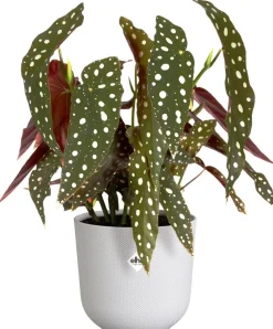 Elho Blumentopf Jazz weiß D 14,2 H 13,1 cm