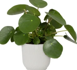 Elho Blumentopf Vibes D 18,3 cm H 16,8 cm weiß