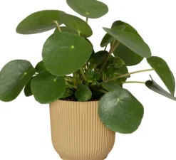 Elho Blumentopf Vibes gelb D 18,3 H 16,8 cm