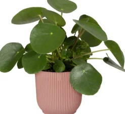 Elho Blumentopf Vibes rosa D 22 H 20,2 cm