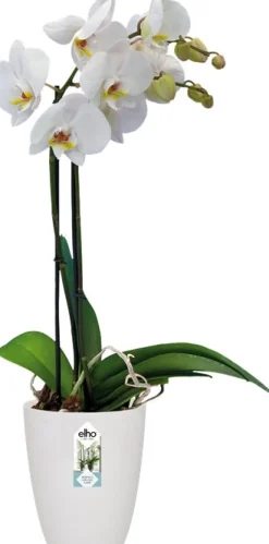 Elho Brussels Orchideentopf weiß D 12,7 H 15,2 cm
