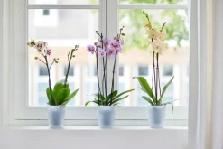 Elho Brussels Orchideentopf transparent D 12,7 H 15,2 cm