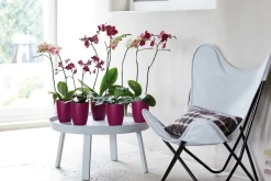 Elho Brussels Orchideentopf fuchsia D 12,7 H 15,2 cm