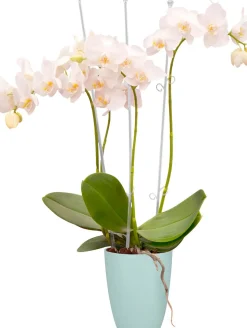 Elho Brussels Orchideentopf mint D 12,7 H 15,2 cm