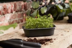 Elho green basics Anzuchtschale S schwarz 23,9 x 19,2 x 6,1 cm