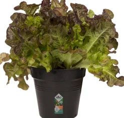 Elho green basics Anzuchttopf D 11 H 10,2 cm schwarz