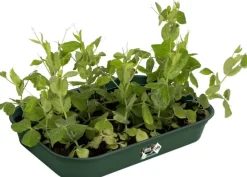 Elho green basics Anzuchtschale grün 36 x 26,5 x 6,3 cm