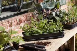 Elho green basics Anzuchtschale schwarz 51,2 x 19,5 x 7,5 cm