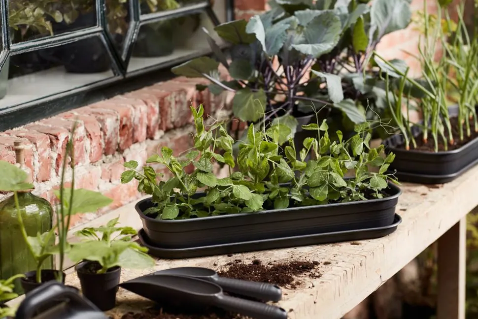 Elho green basics Anzuchtschale schwarz 51,2 x 19,5 x 7,5 cm