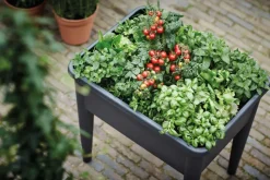 Elho green basics Anzuchtkasten XXL schwarz 75,5 x 56,3 x 73,3 cm