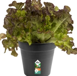 Elho green basics Anzuchttopf D 15 H 14 cm schwarz