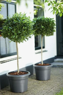 Elho green basics Blumentopf D 65 cm H 48,5 cm schwarz