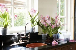 Elho green basics Orchideentopf transparent D 17 H 15,6 cm