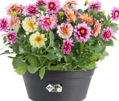 Elho green basics Pflanzschale D 27 H cm 11 cm schwarz