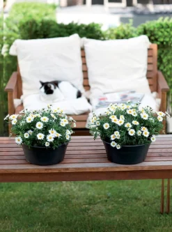 Elho green basics Pflanzschale D 27 H cm 11 cm schwarz