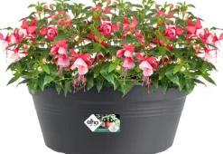 Elho green basics Pflanzschale D 38 cm H 16 cm schwarz