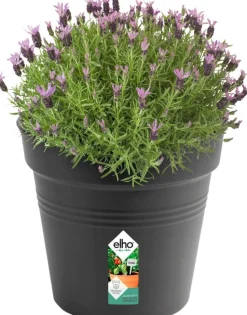 Elho green basics Pflanztopf schwarz D 35 H 32,2 cm