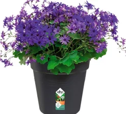 Elho green basics Pflanztopf schwarz D 27 H 24,7 cm