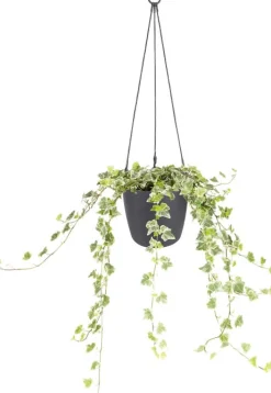 Elho Hängeampel Brussels mit Schnur D 18,3 cm H 18 anthrazit