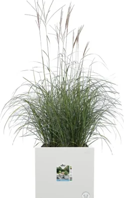 Elho Pflanzkübel Vivo Next 39 x 40 x 38 cm weiß