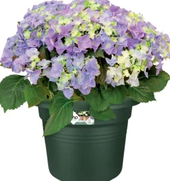 Elho Pflanztopf green basics grün D 24,9 H 18,5 cm