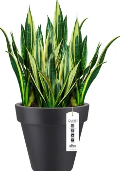 Elho Pure Blumentopf antrazit D 40 cm
