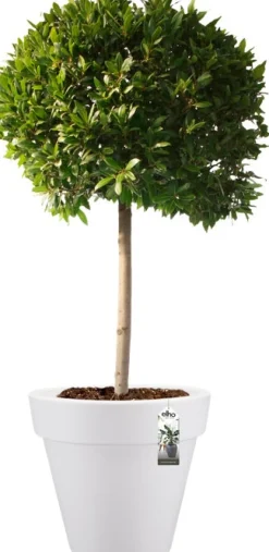 Elho Pure Blumentopf weiß D 40 cm