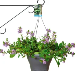 Elho Wandhaken Eleganz 30 cm anthrazit