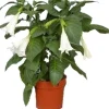 Engelstrompete (Brugmansia) D 19 H 75 cm