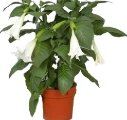 Engelstrompete (Brugmansia) D 19 H 75 cm