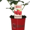 Erdbeere (Fragaria ananassa 'Mount-Everest') D 12 H 25 cm