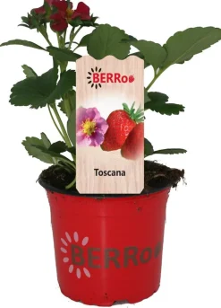 Erdbeere (Fragaria ananassa 'Toscana') D 12 H 25 cm