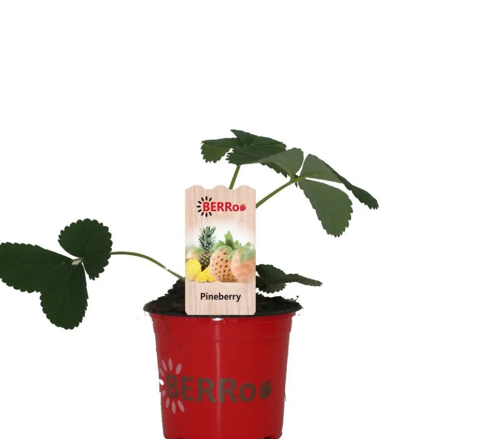 Erdbeere (Fragaria ananassa 'Pineberry') D 12 H 25 cm