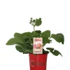 Erdbeere (Fragaria ananassa 'Bubbleberry') D 12 H 25 cm