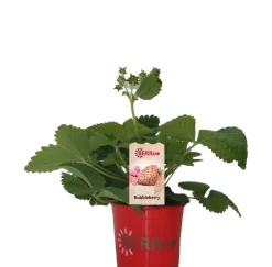 Erdbeere (Fragaria ananassa 'Bubbleberry') D 12 H 25 cm