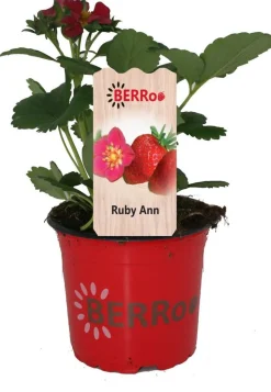 Erdbeere (Fragaria ananassa 'Ruby Ann') D 12 H 25 cm