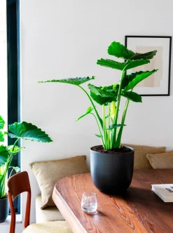 Everydays by Intratuin Blumentopf D 12 cm H 11 cm schwarz matt