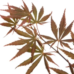 Fächer-Ahorn (Acer palmatum 'Trompenburg') D 19 H 40 cm