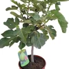 Feige (Ficus carica) D 25 H 60 cm