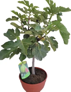 Feige (Ficus carica) D 25 H 70 cm