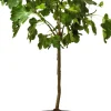 Feige Stämmchen (Ficus carica) D 32 H 140 cm
