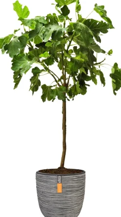 Feige Stämmchen (Ficus carica) D 32 H 140 cm
